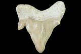 Pathological Shark (Otodus) Tooth - Morocco #108269-1